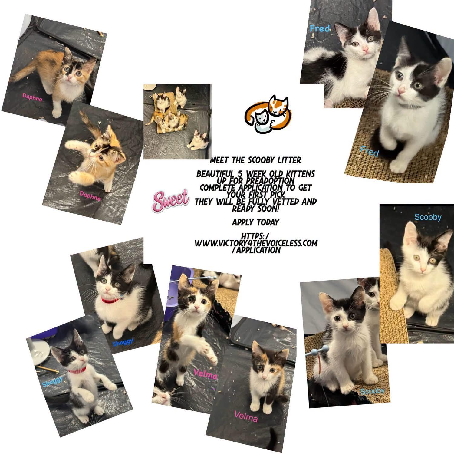 Scooby Doo Litter, ADOPTABLE, Kitten Female Calico.