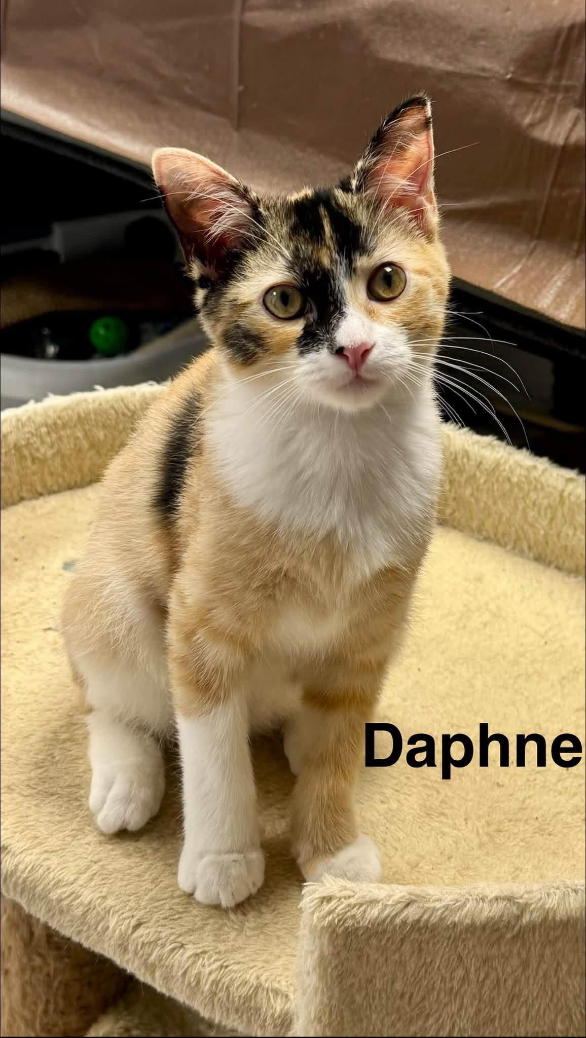 Enlarge Daphne, a Adoptable Calico in Staten Island, NY image 3/4