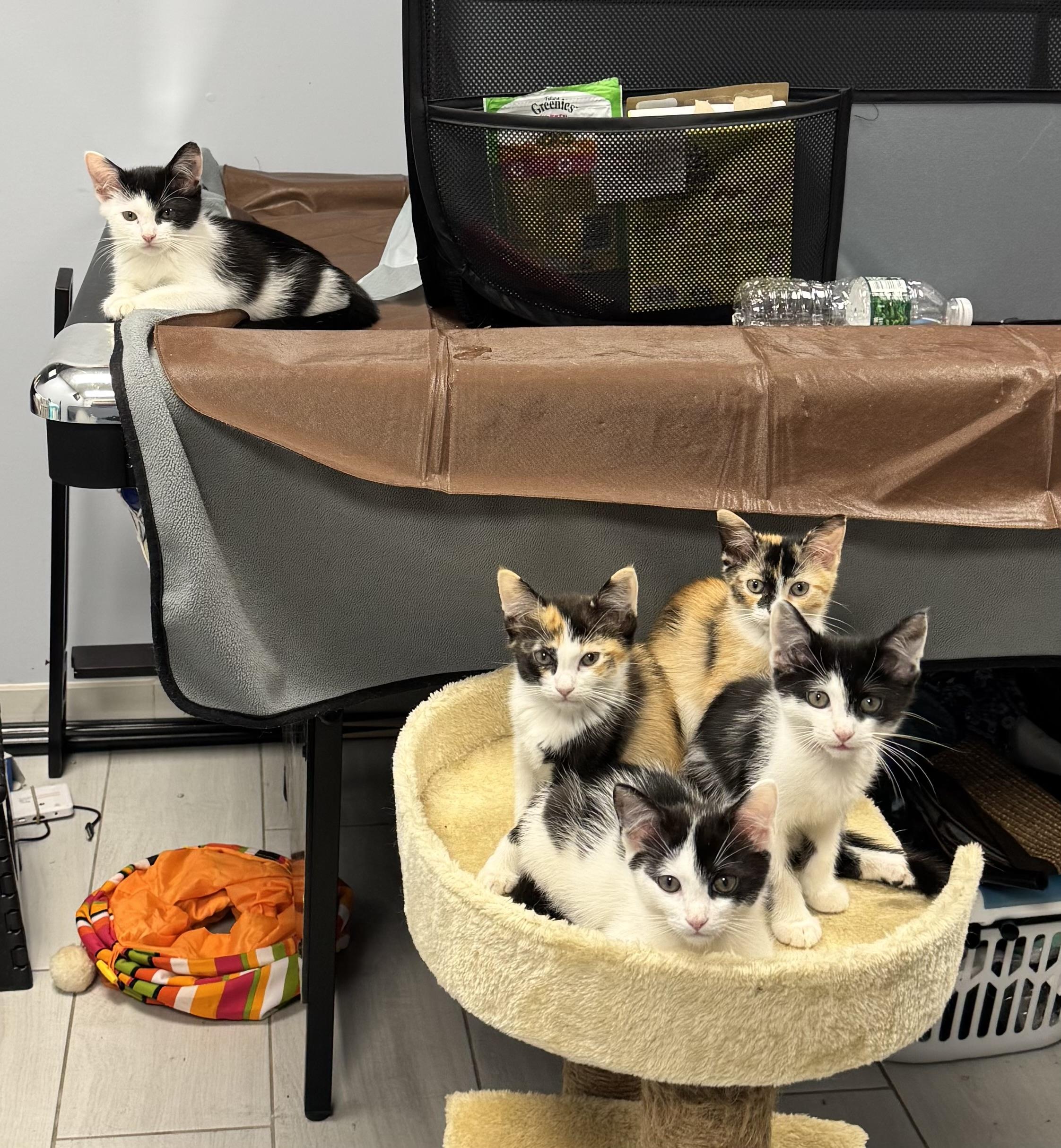 Scooby Doo Litter, a ADOPTABLE Calico in Staten Island, NY image 2/4