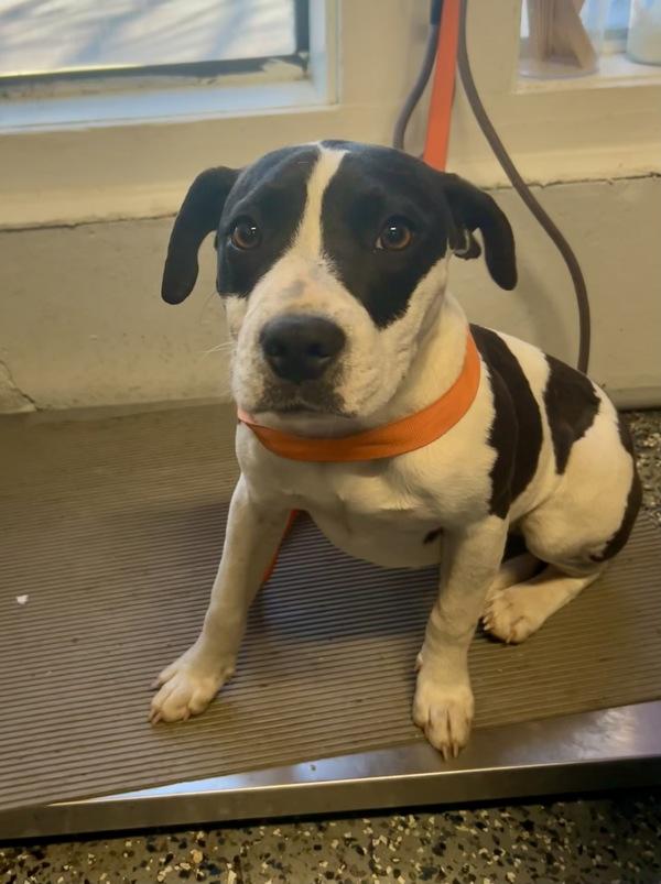 Enlarge Frito, a Adoptable mixed breed in Mobile, AL image 2/2