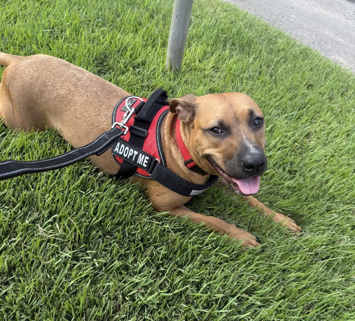 Jazz, an adoptable Staffordshire Bull Terrier in Crested Butte , CO, 81224 | Photo Image 1