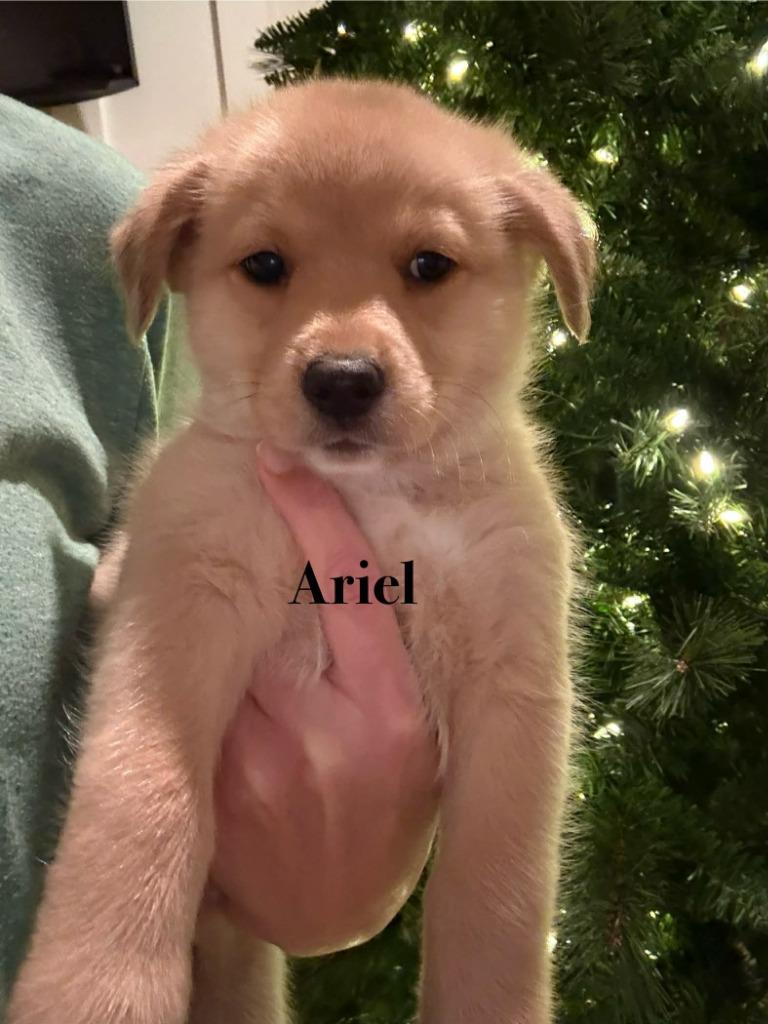 Enlarge Ariel, a Adoptable mixed breed in Waxhaw, NC image 1/3