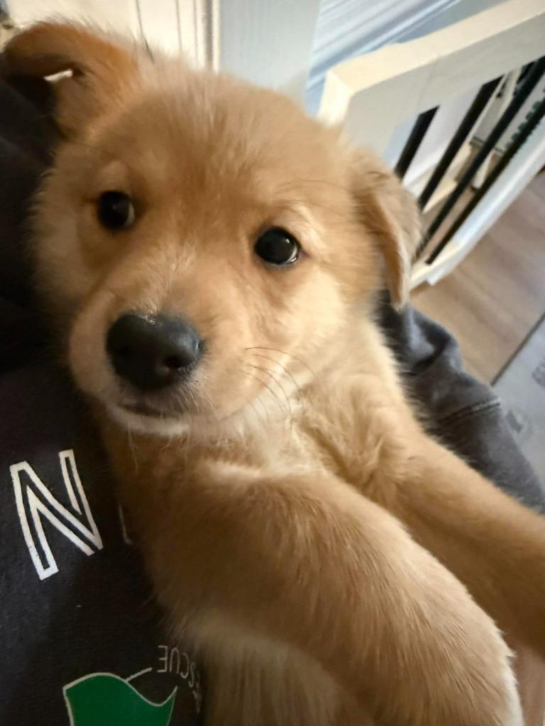 Enlarge Ariel, a Adoptable mixed breed in Waxhaw, NC image 2/3