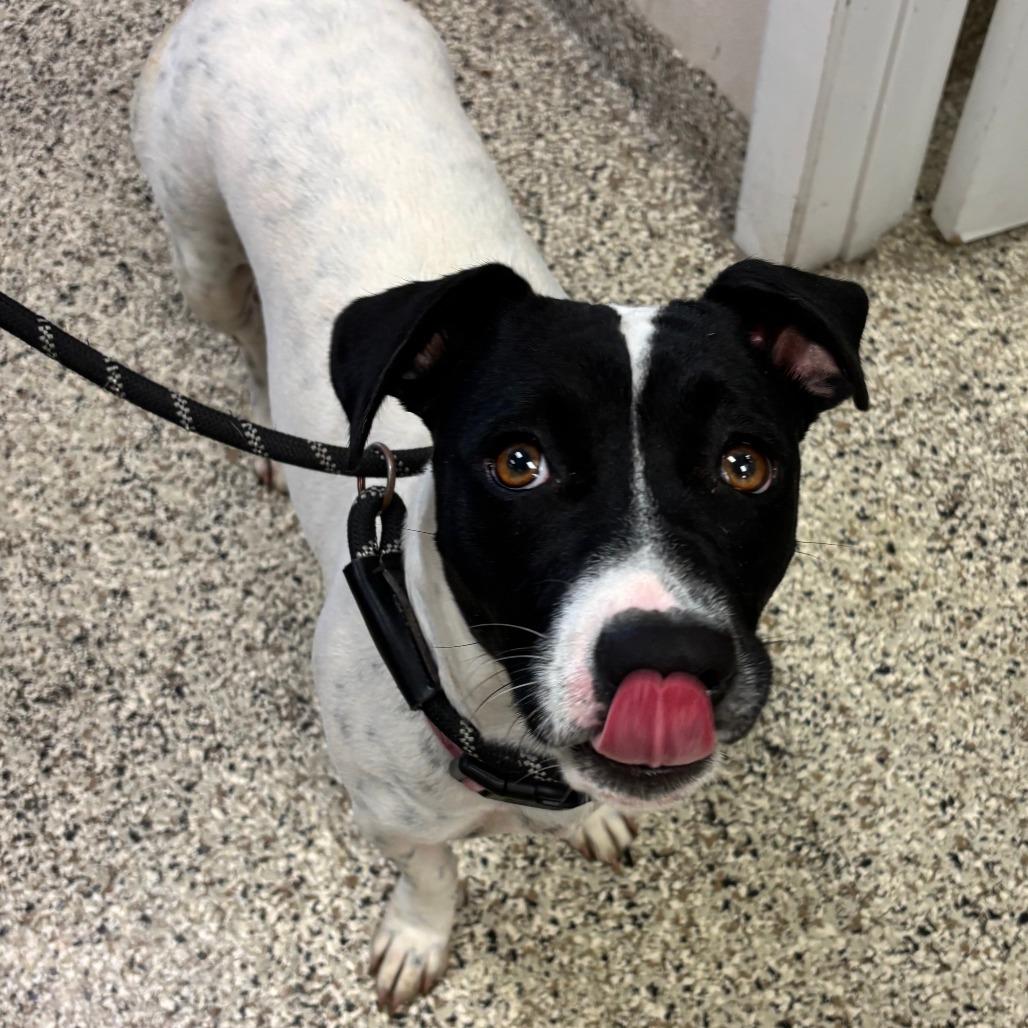 Enlarge Jazzy, a Adoptable Mixed Breed in Clearwater, FL image 1/1