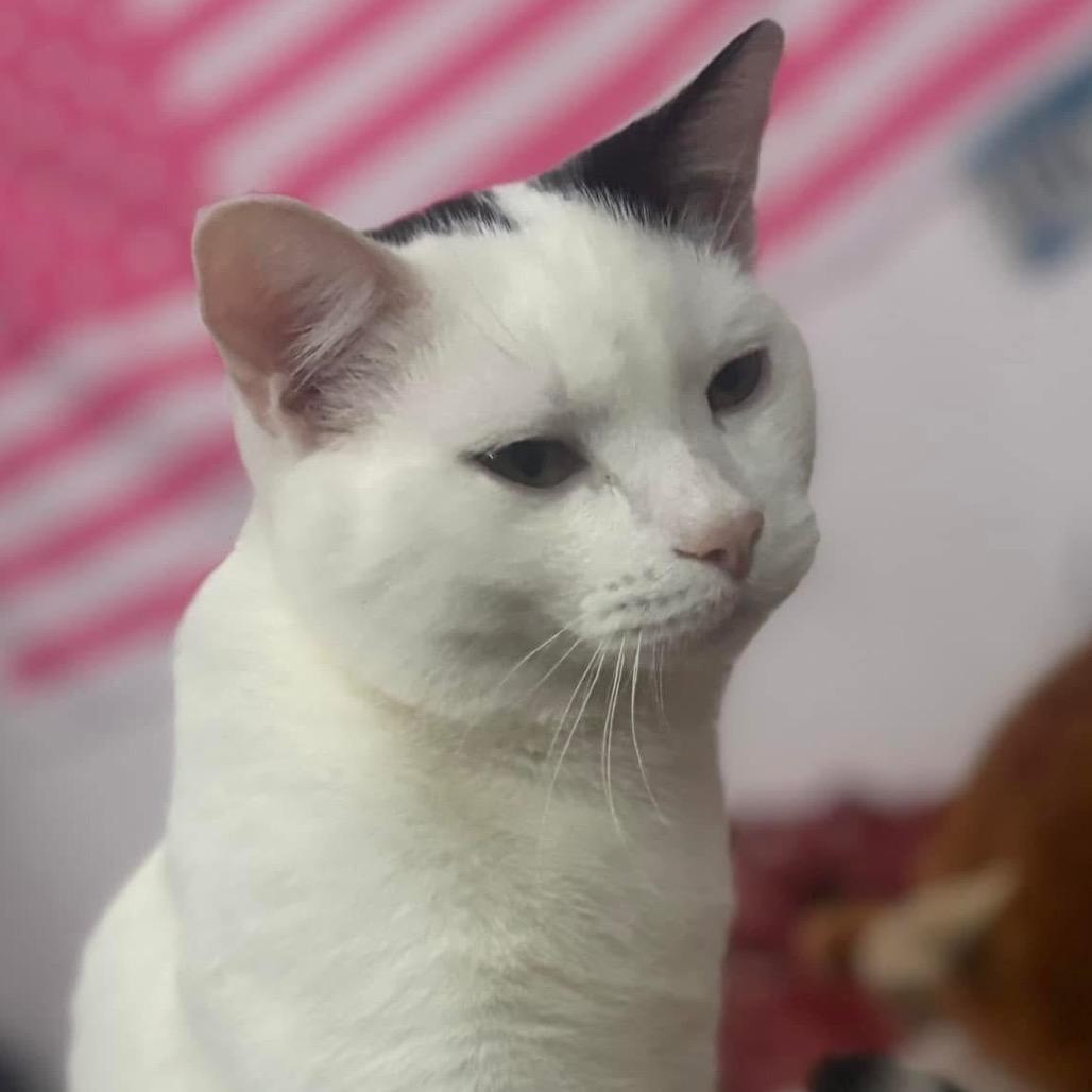 Enlarge Milo, a Adoptable Domestic Short Hair in Rochester, MN image 1/1