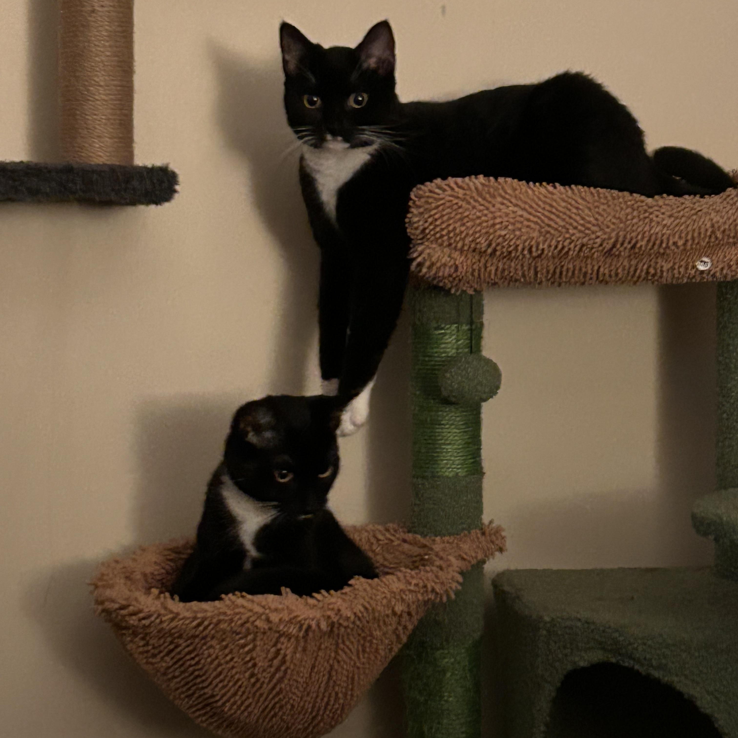 Enlarge Lance, a ADOPTABLE Tuxedo in Cornwall, NY image 2/3