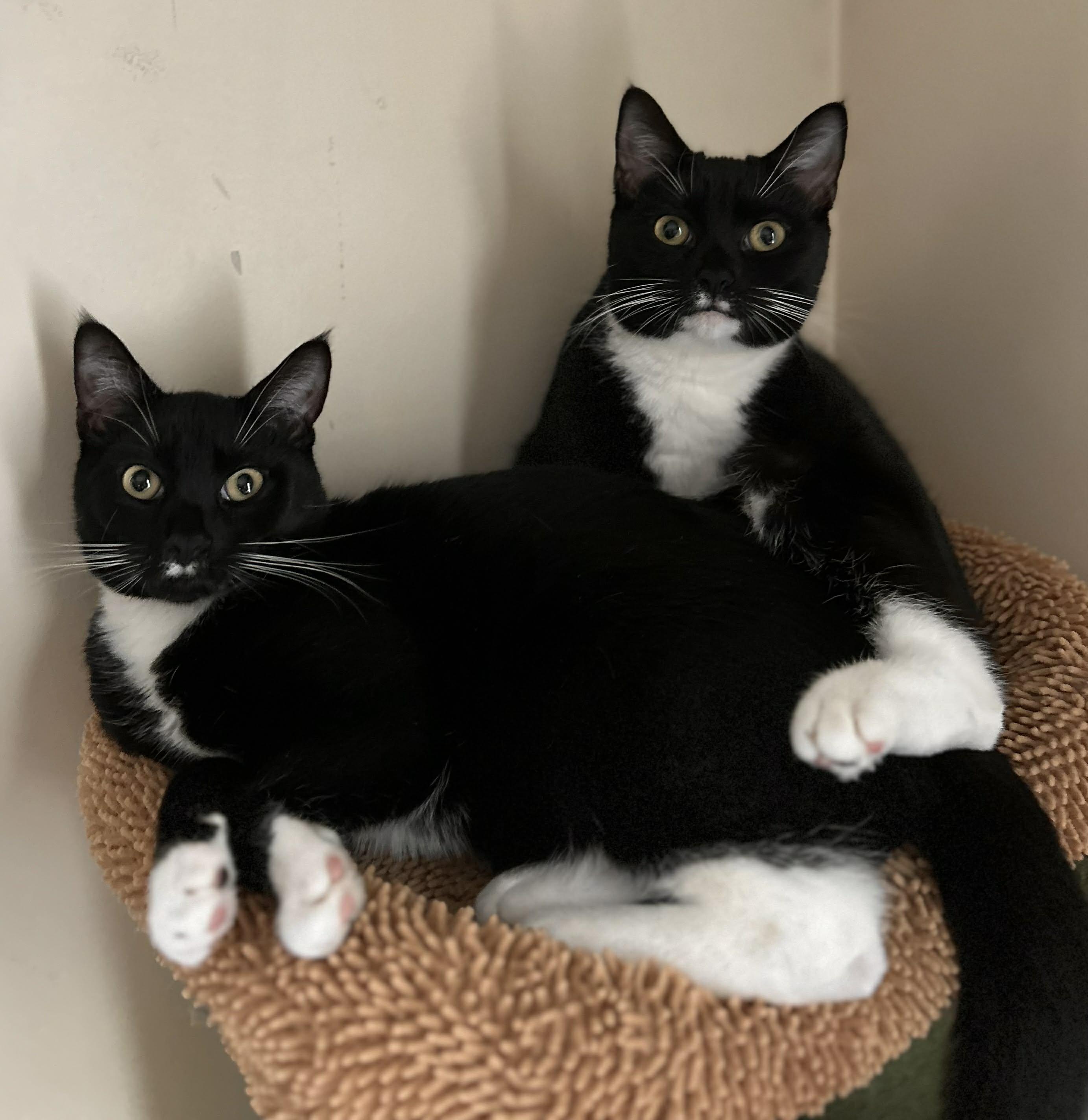 Enlarge Lance, a ADOPTABLE Tuxedo in Cornwall, NY image 3/4