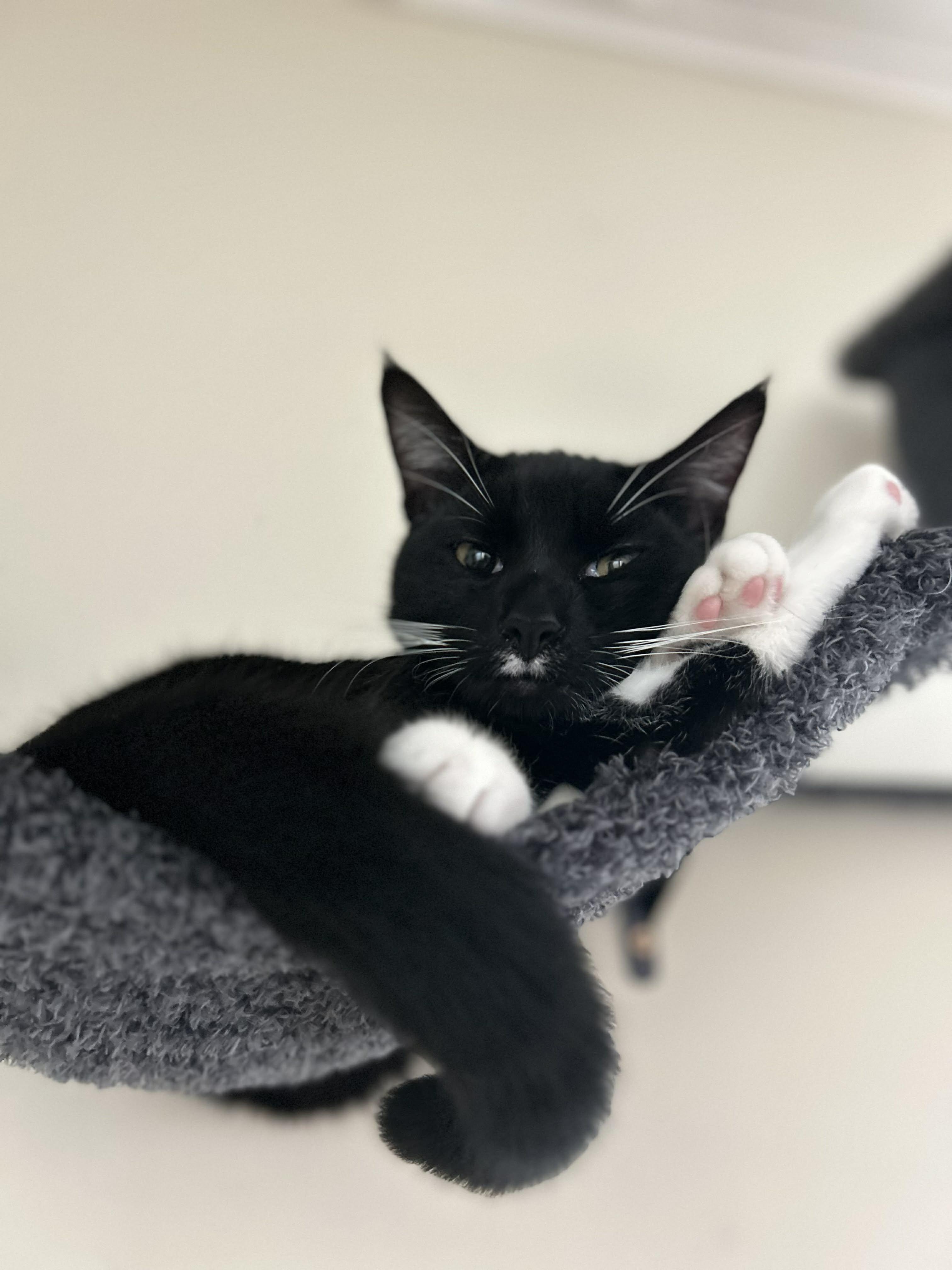 Enlarge Lance, a ADOPTABLE Tuxedo in Cornwall, NY image 1/4