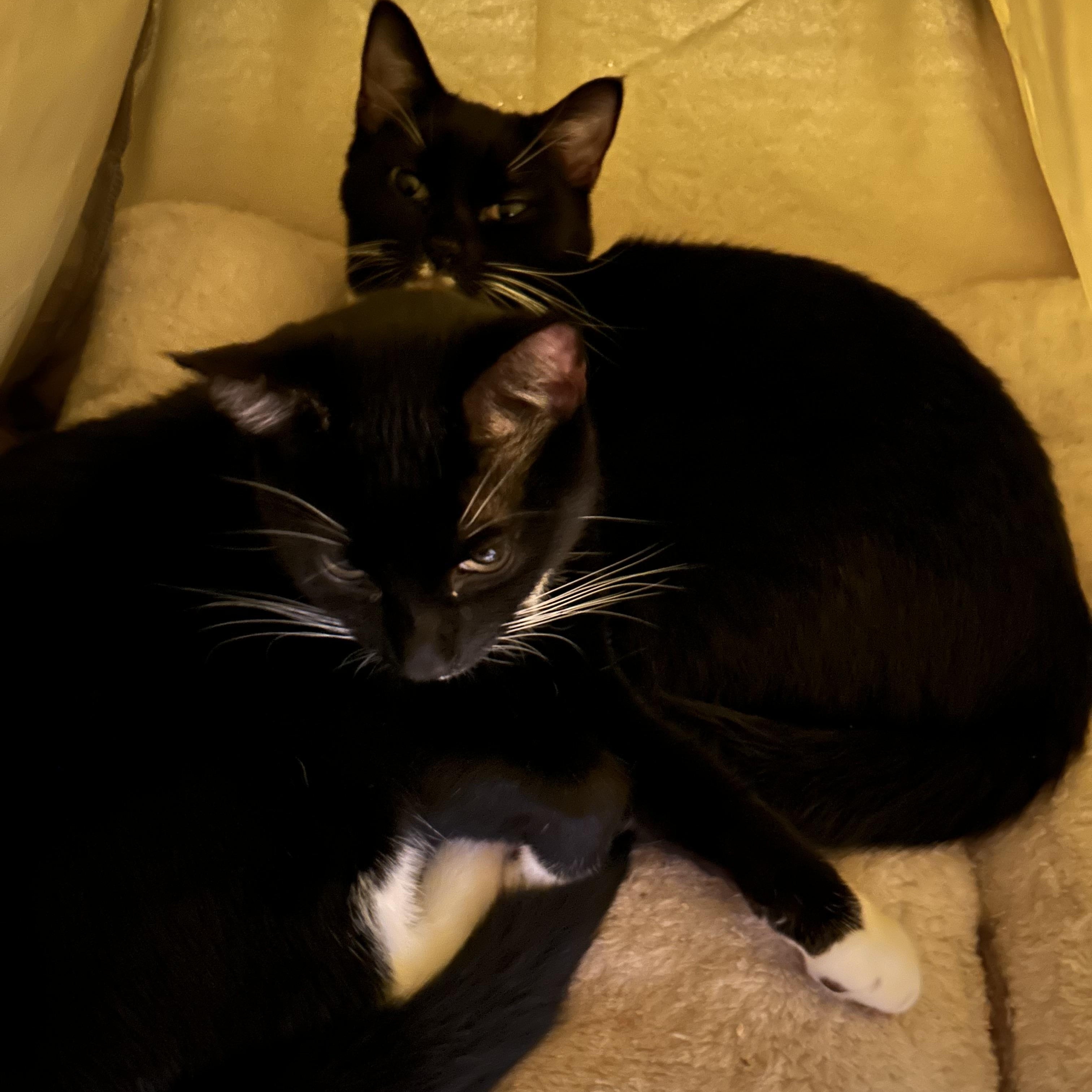 Enlarge Lance, a ADOPTABLE Tuxedo in Cornwall, NY image 1/3