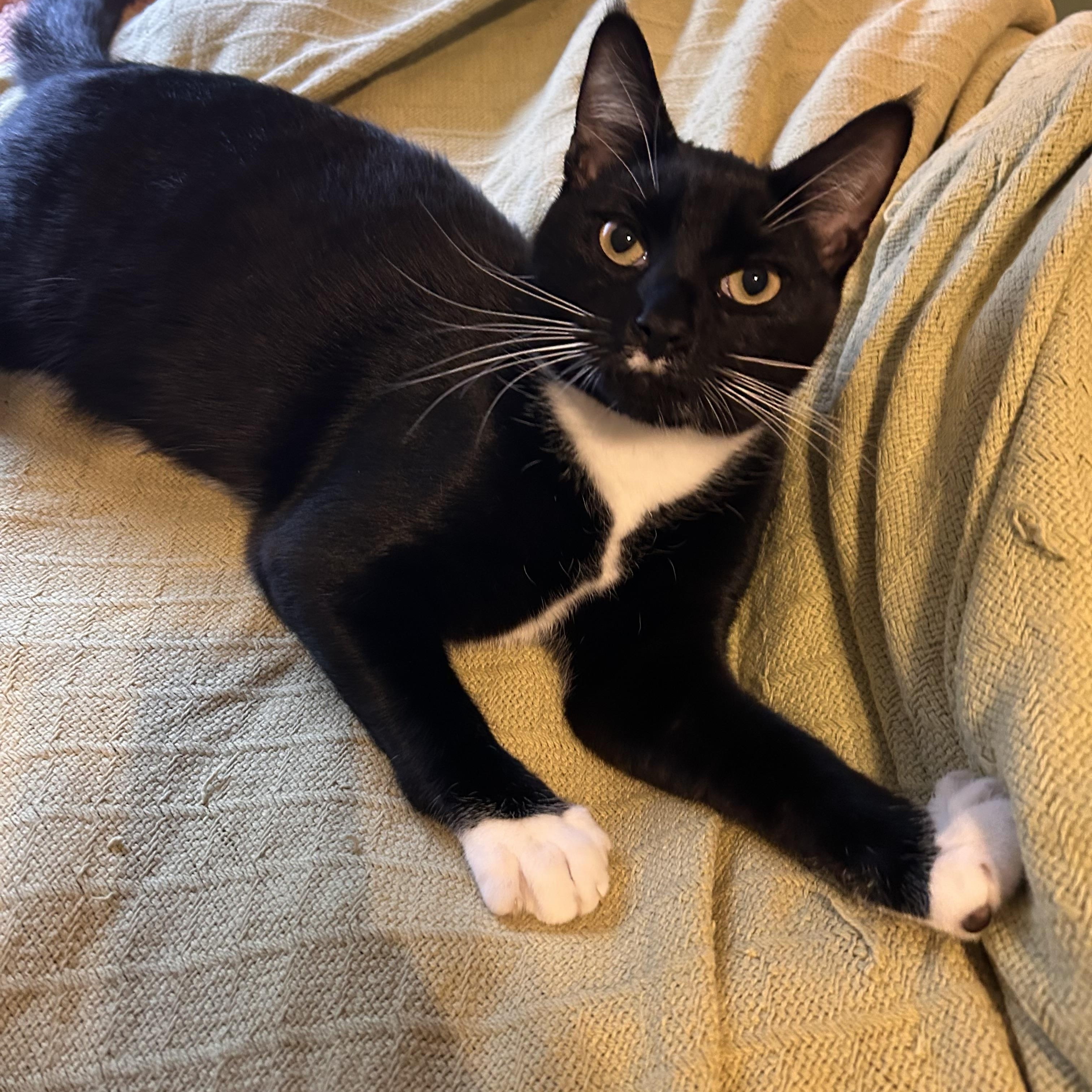 Enlarge Lance, a ADOPTABLE Tuxedo in Cornwall, NY image 3/3