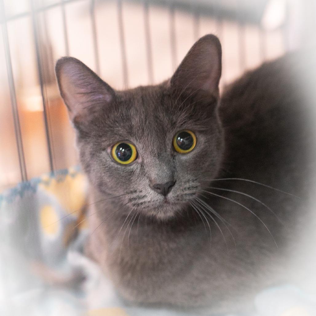 Puma, a Adoptable mixed breed in Ponte Vedra, FL image 1/2