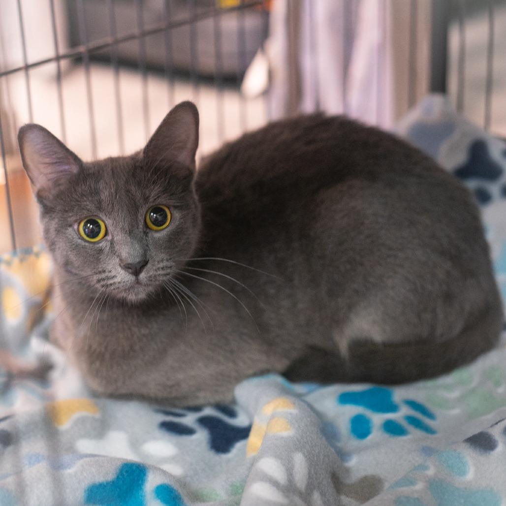 Puma, a Adoptable mixed breed in Ponte Vedra, FL image 2/2
