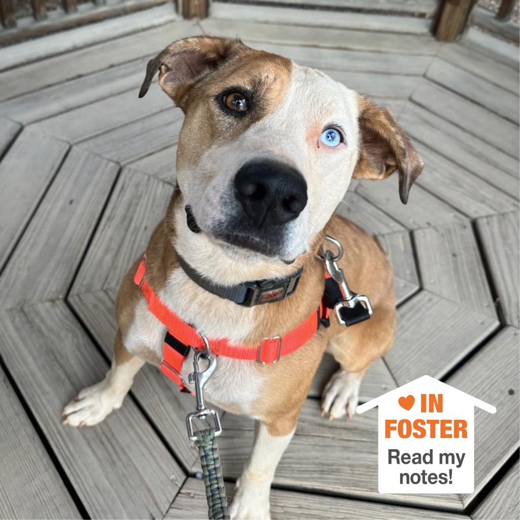 Chili — thumbnail 3