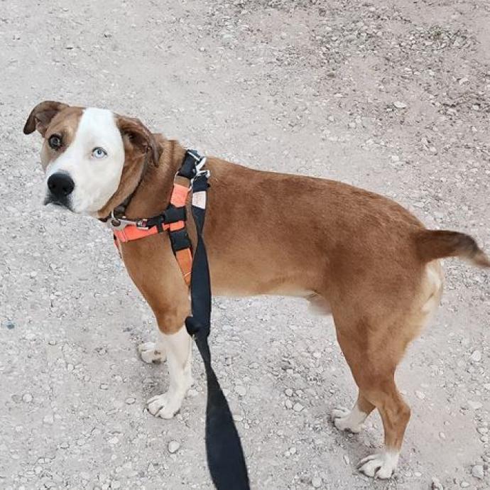 Chili — thumbnail 6