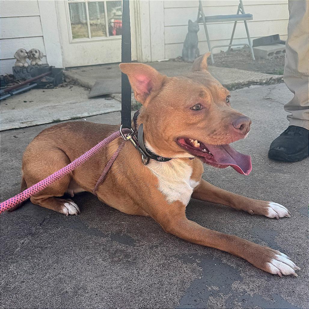 Sandy, Adoptable, Adult Female Pit Bull Terrier.