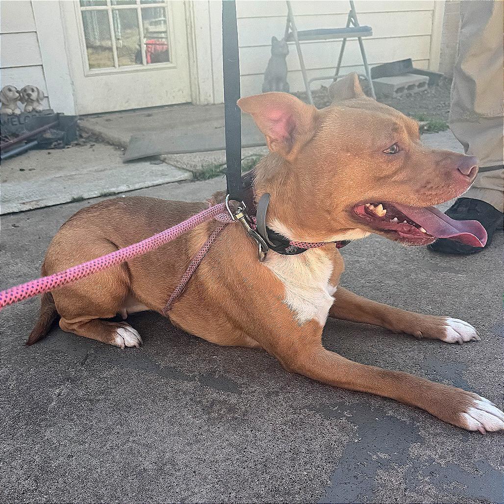 Sandy — thumbnail 4