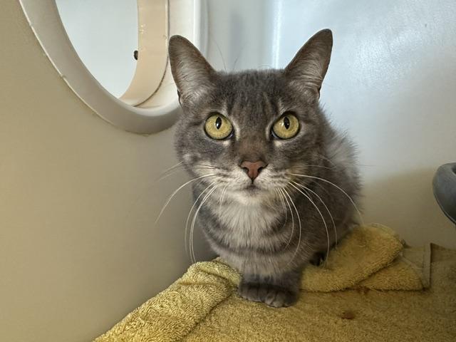 OLLIE, Adoptable, Adult Female Domestic Short Hair.