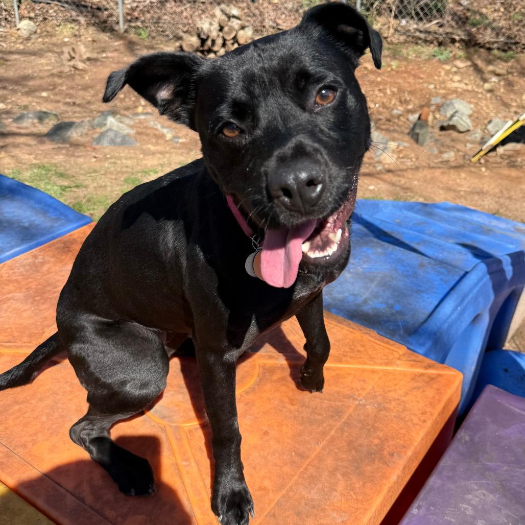 Daisy Jane 22079 — thumbnail 2