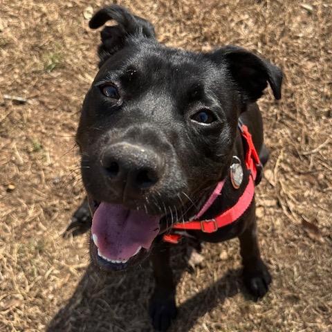 Daisy Jane 22079 — thumbnail 3