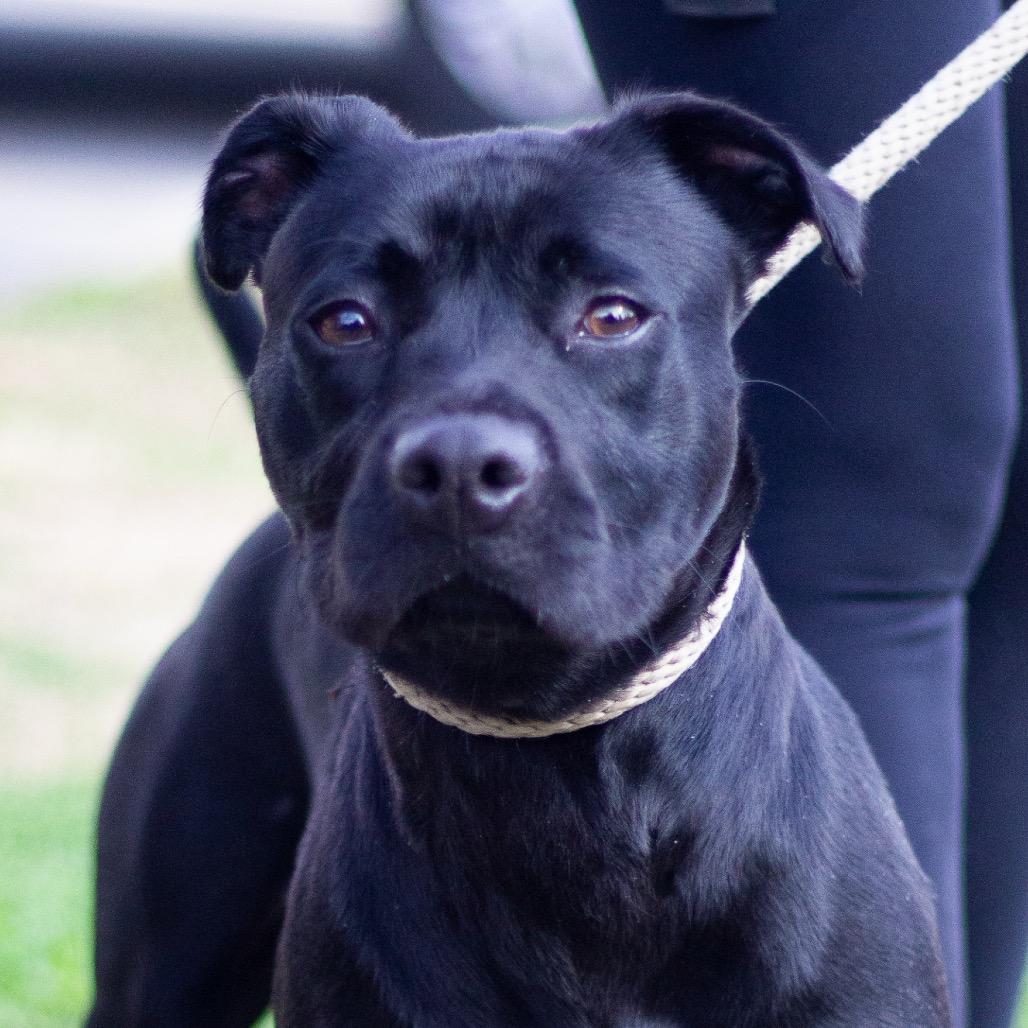 Daisy Jane 22079 — thumbnail 4