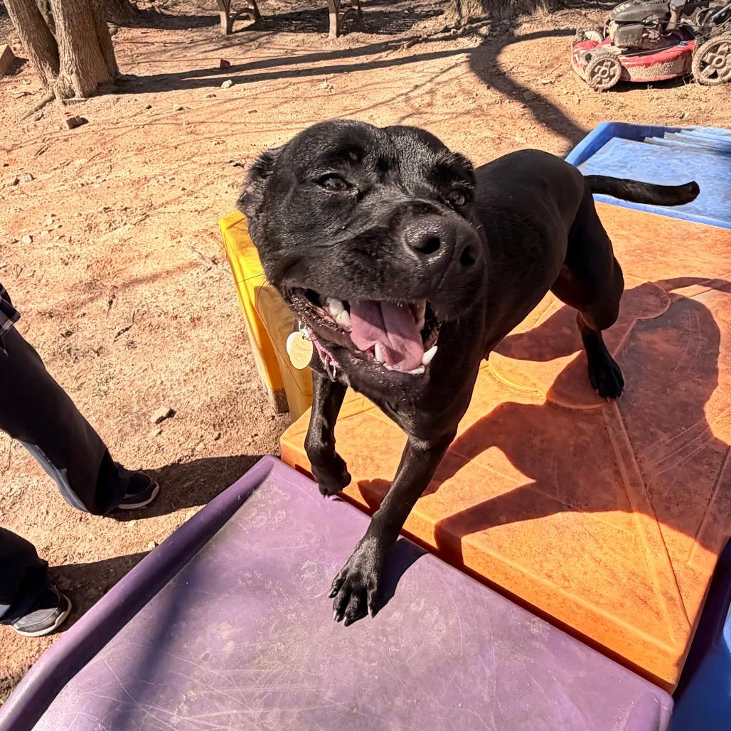 Daisy Jane 22079 — thumbnail 5