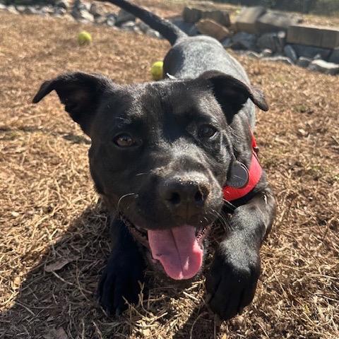 Daisy Jane 22079 — thumbnail 6