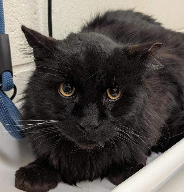 Enlarge Harvey, a Adoptable mixed breed in Pocatello, ID image 1/2