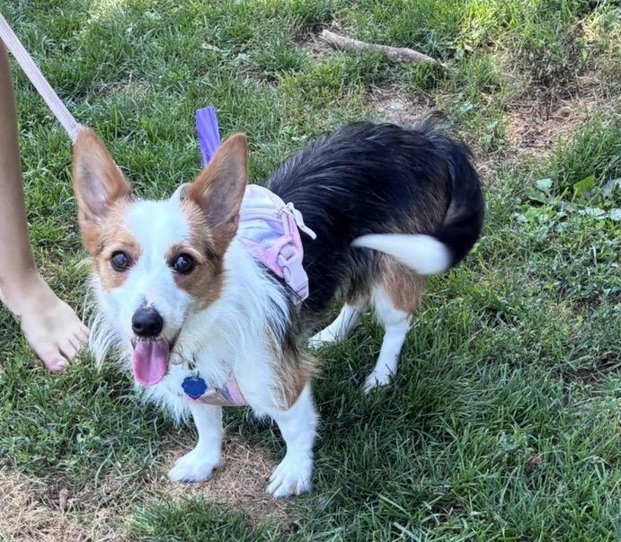 Daisy, ADOPTABLE, Young Female Corgi & Yorkshire Terrier.