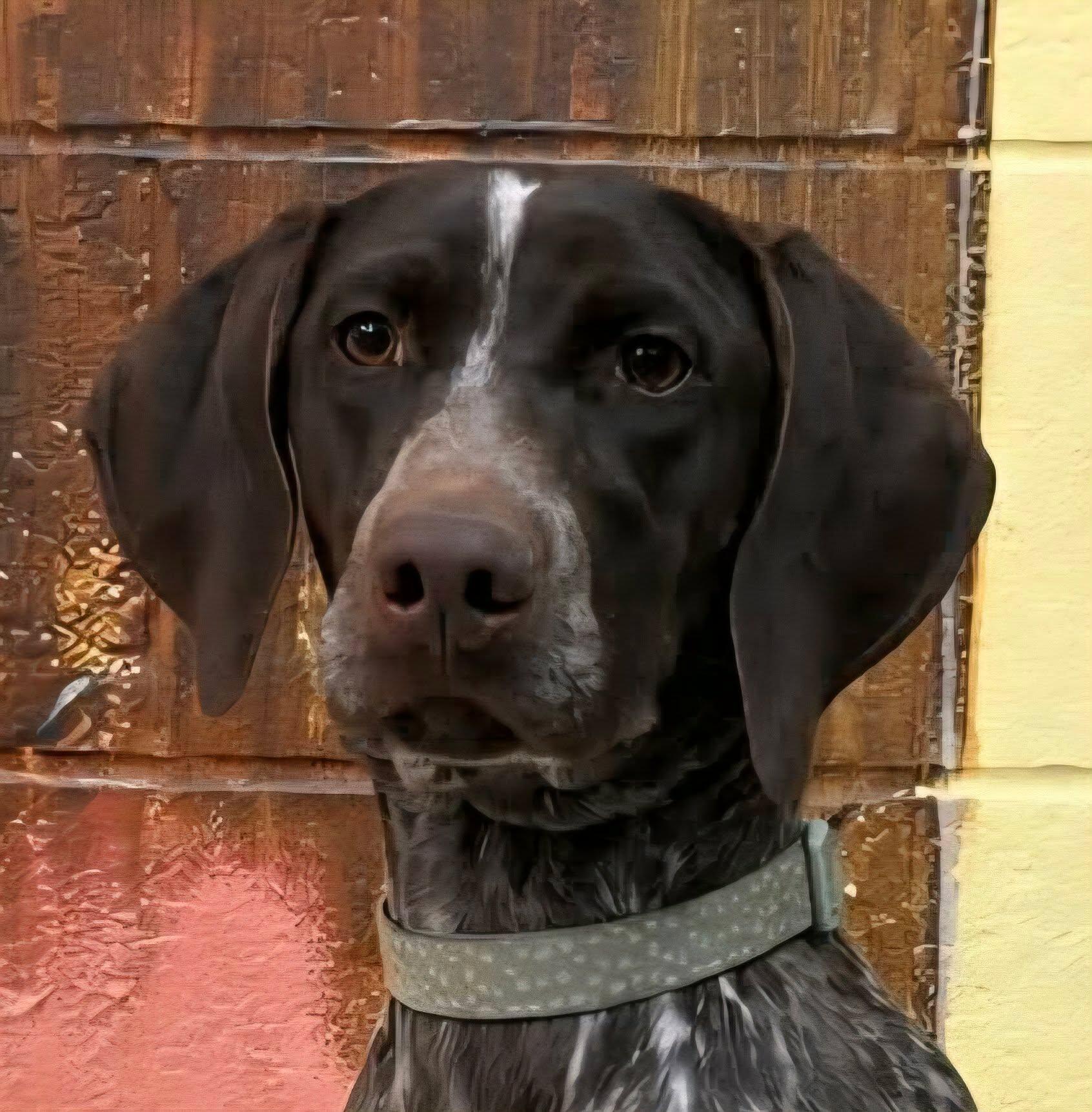 Enlarge Lindsey Park, a ADOPTABLE German Shorthaired Pointer in Newport, TN image 1/2