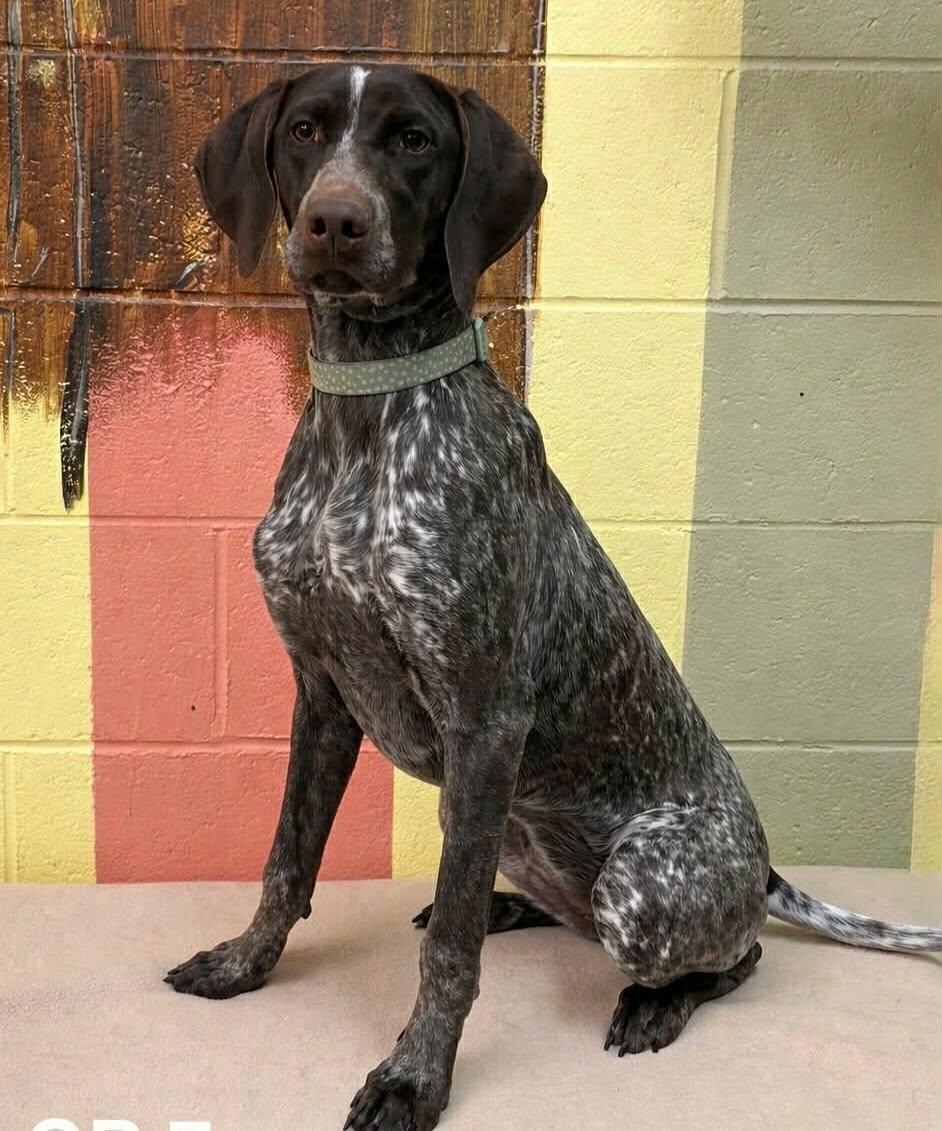 Enlarge Lindsey Park, a ADOPTABLE German Shorthaired Pointer in Newport, TN image 2/2