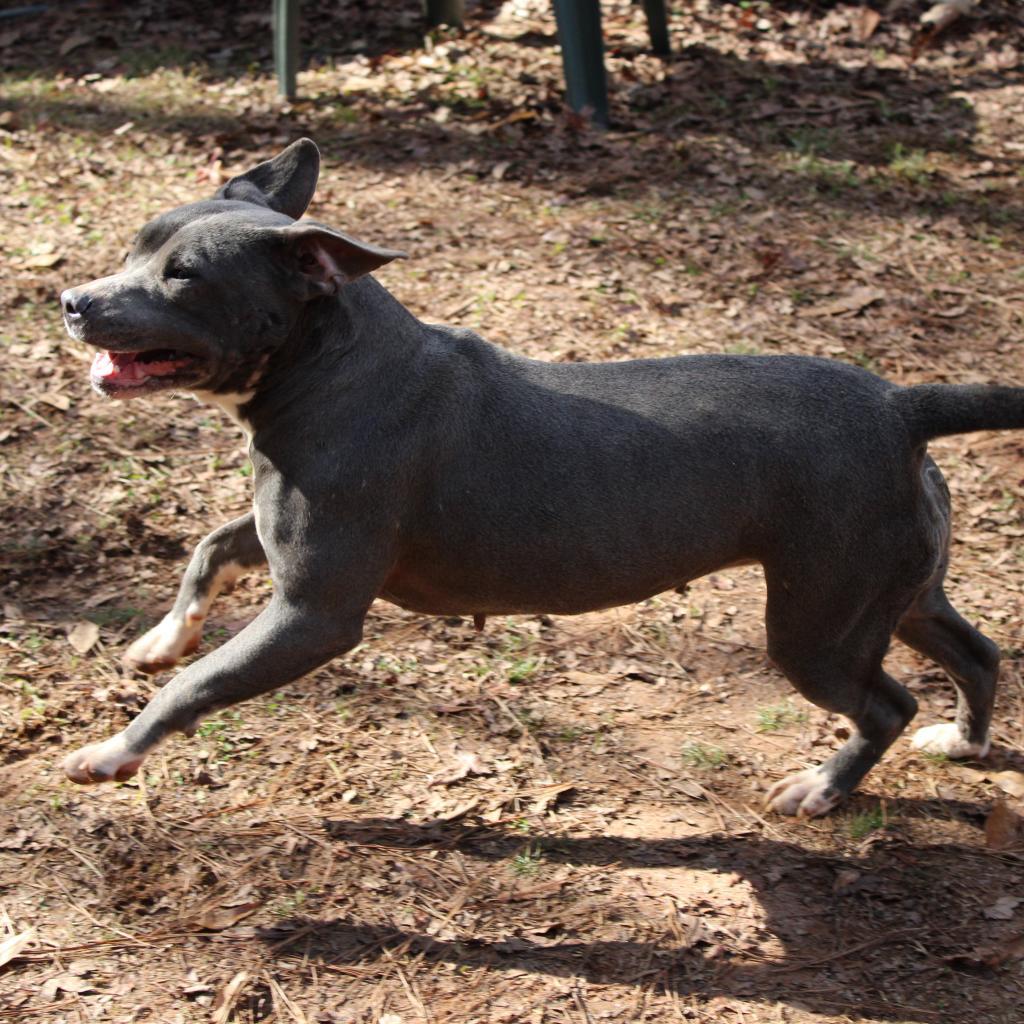 Juliet, Adoptable, Adult Female Pit Bull Terrier.
