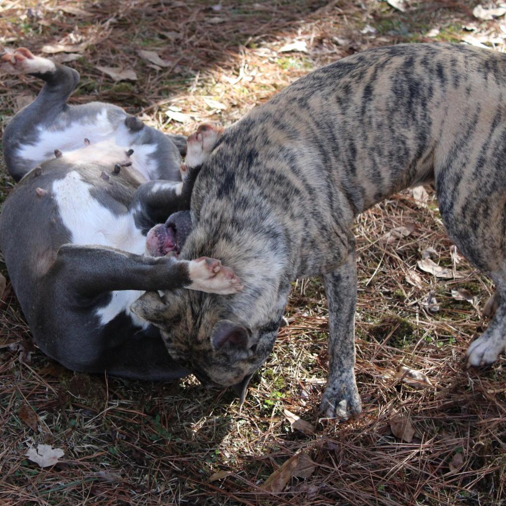 Enlarge Juliet, a Adoptable Pit Bull Terrier in Valley, AL image 2/6