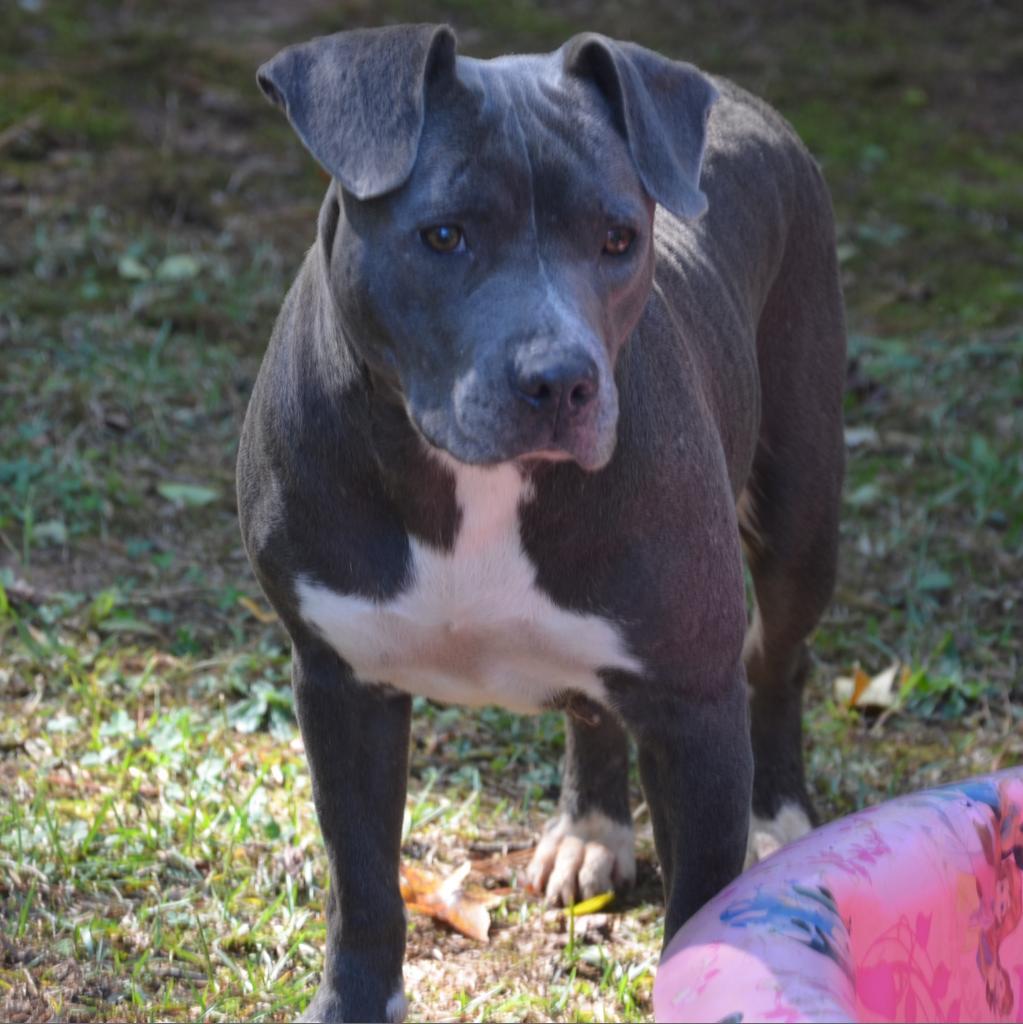 Enlarge Juliet, a Adoptable Pit Bull Terrier in Valley, AL image 3/6