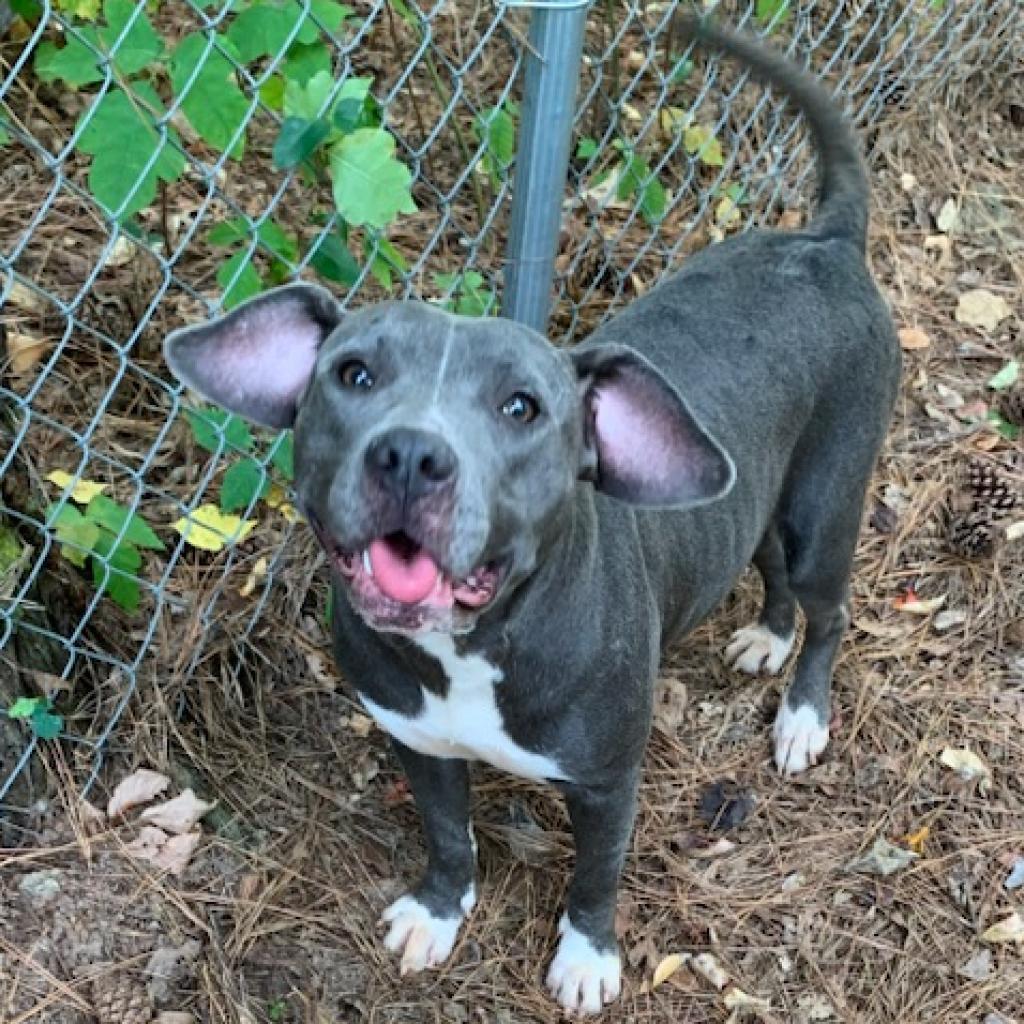 Enlarge Juliet, a Adoptable Pit Bull Terrier in Valley, AL image 4/6