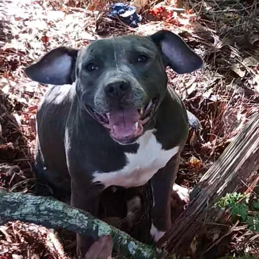 Enlarge Juliet, a Adoptable Pit Bull Terrier in Valley, AL image 5/6
