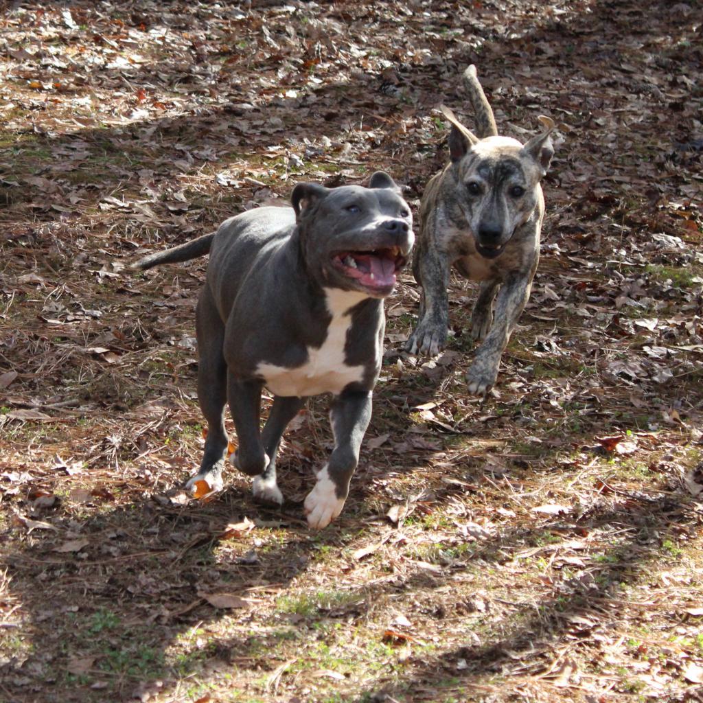 Enlarge Juliet, a Adoptable Pit Bull Terrier in Valley, AL image 6/6