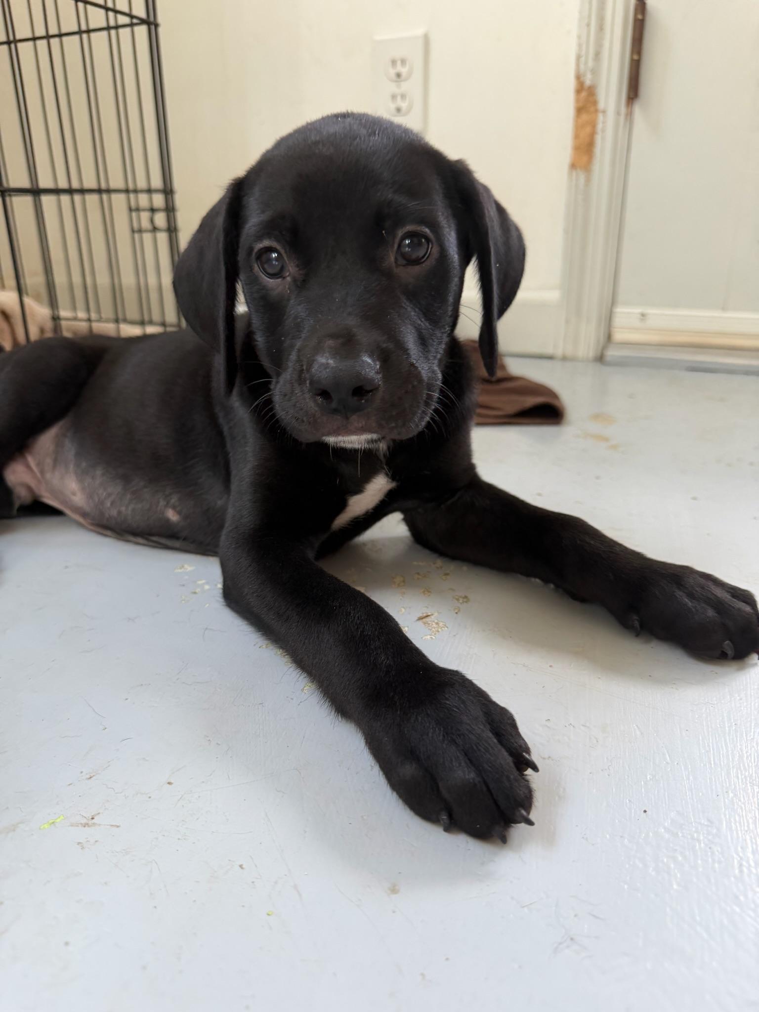 Enlarge Buzz, a Adopted mixed breed in Nashville, TN image 2/5