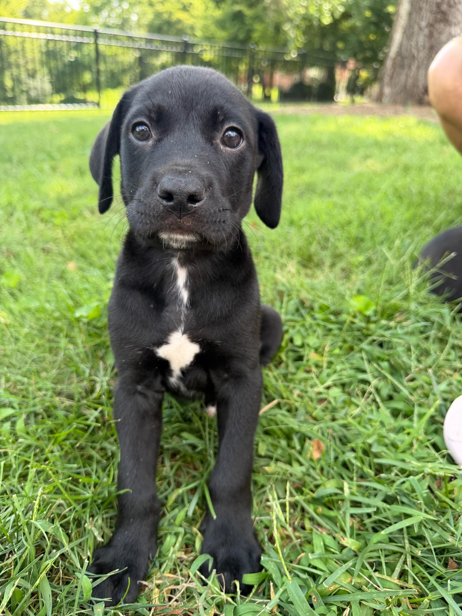 Enlarge Buzz, a Adopted mixed breed in Nashville, TN image 4/5