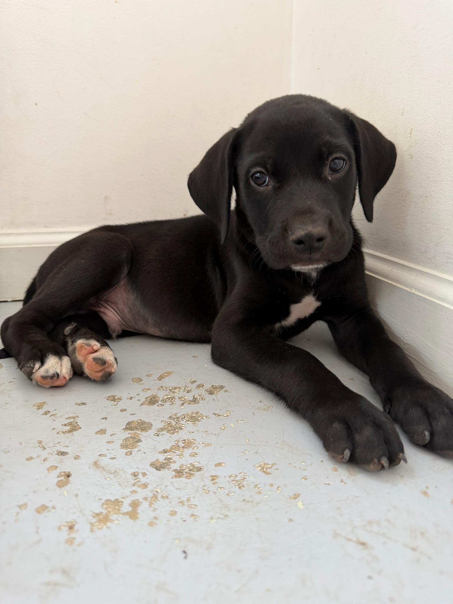 Enlarge Buzz, a Adopted mixed breed in Nashville, TN image 3/5