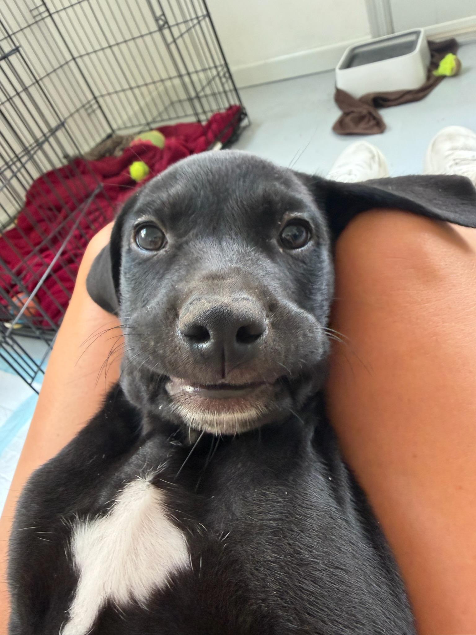Enlarge Buzz, a Adopted mixed breed in Nashville, TN image 5/5