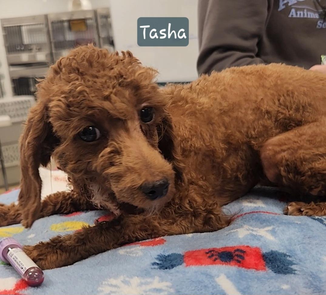 Enlarge TASHA ~ New Video ~ Updated 3/5, an adopted Miniature Poodle in Ashland, OH image 2/6