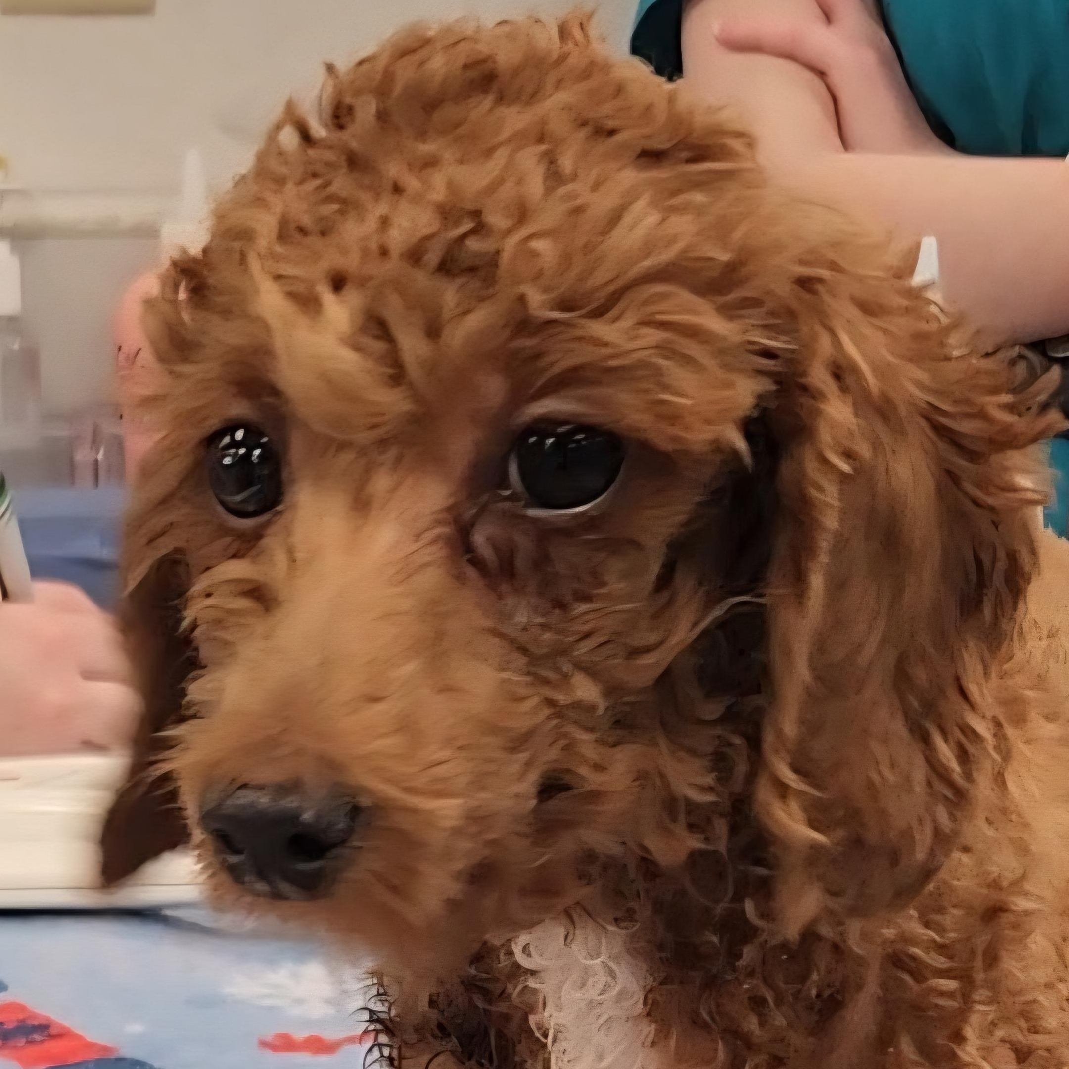Enlarge TASHA ~ New Video ~ Updated 3/5, an adopted Miniature Poodle in Ashland, OH image 3/6