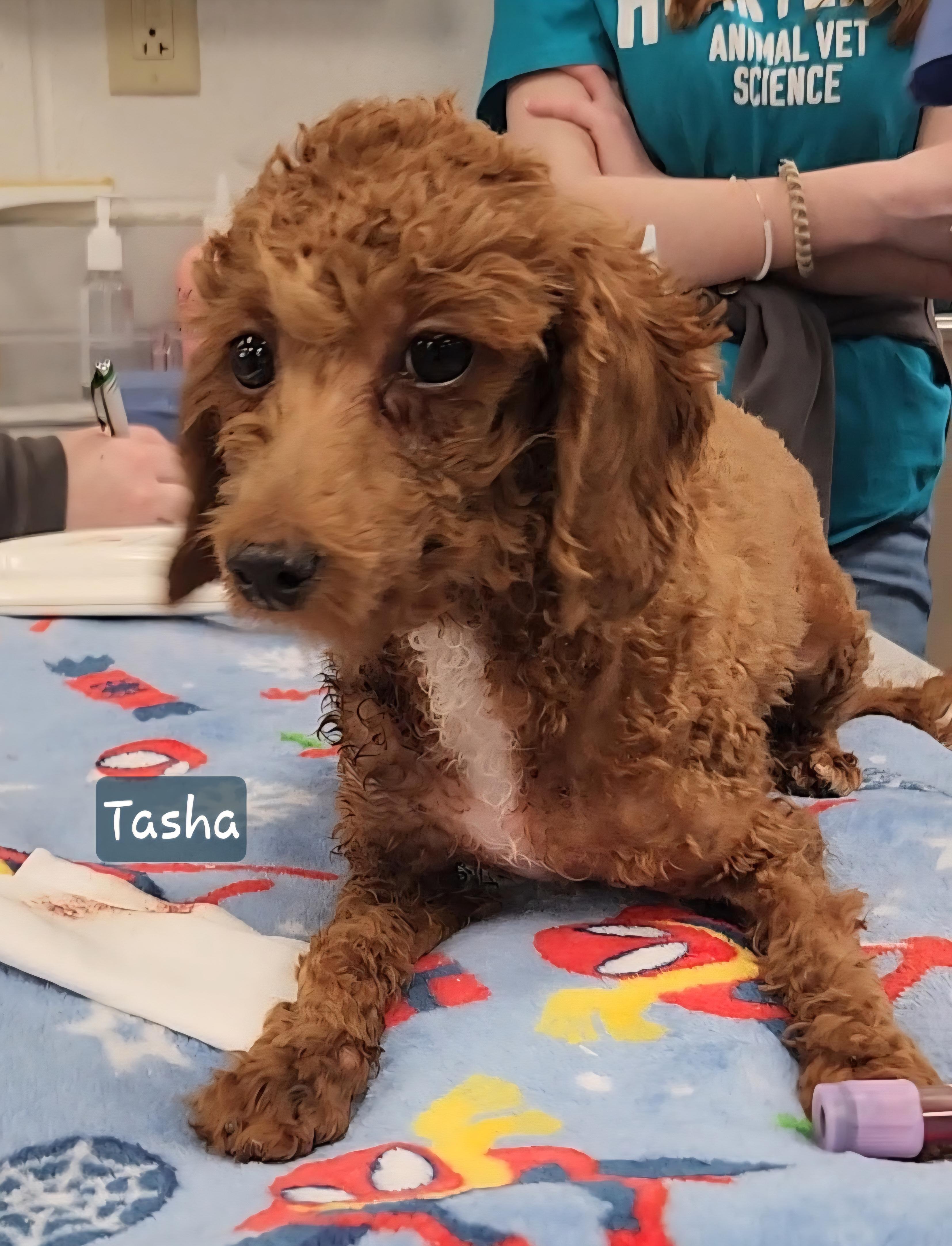Enlarge TASHA ~ New Video ~ Updated 3/5, an adopted Miniature Poodle in Ashland, OH image 1/6