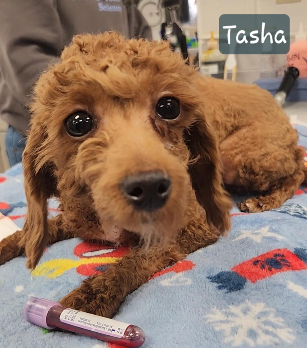 Enlarge TASHA ~ New Video ~ Updated 3/5, an adopted Miniature Poodle in Ashland, OH image 4/6