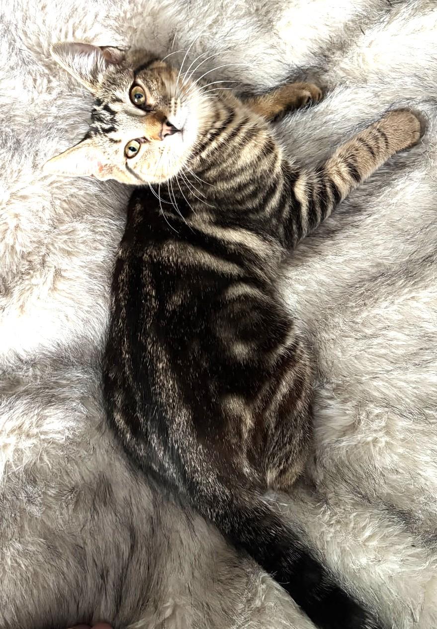 Enlarge Lima (Bonded to Pinto, SNUGGLE BUGS), a ADOPTABLE Tabby in Ypsilanti, MI image 1/6