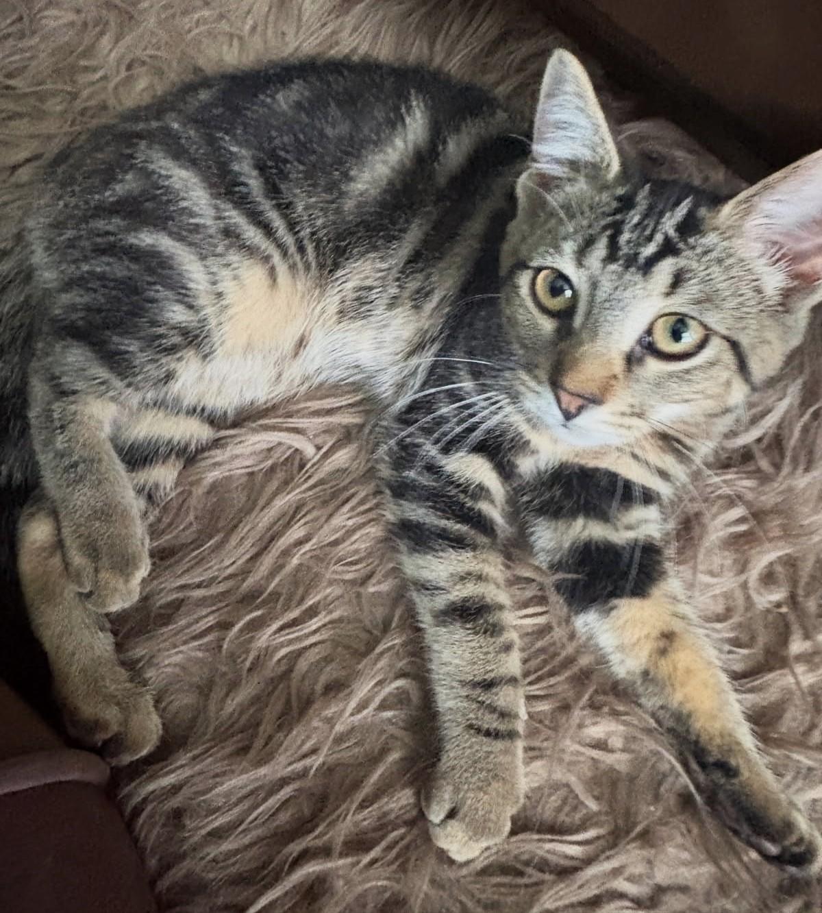 Enlarge Lima (Bonded to Pinto, SNUGGLE BUGS), a ADOPTABLE Tabby in Ypsilanti, MI image 2/6