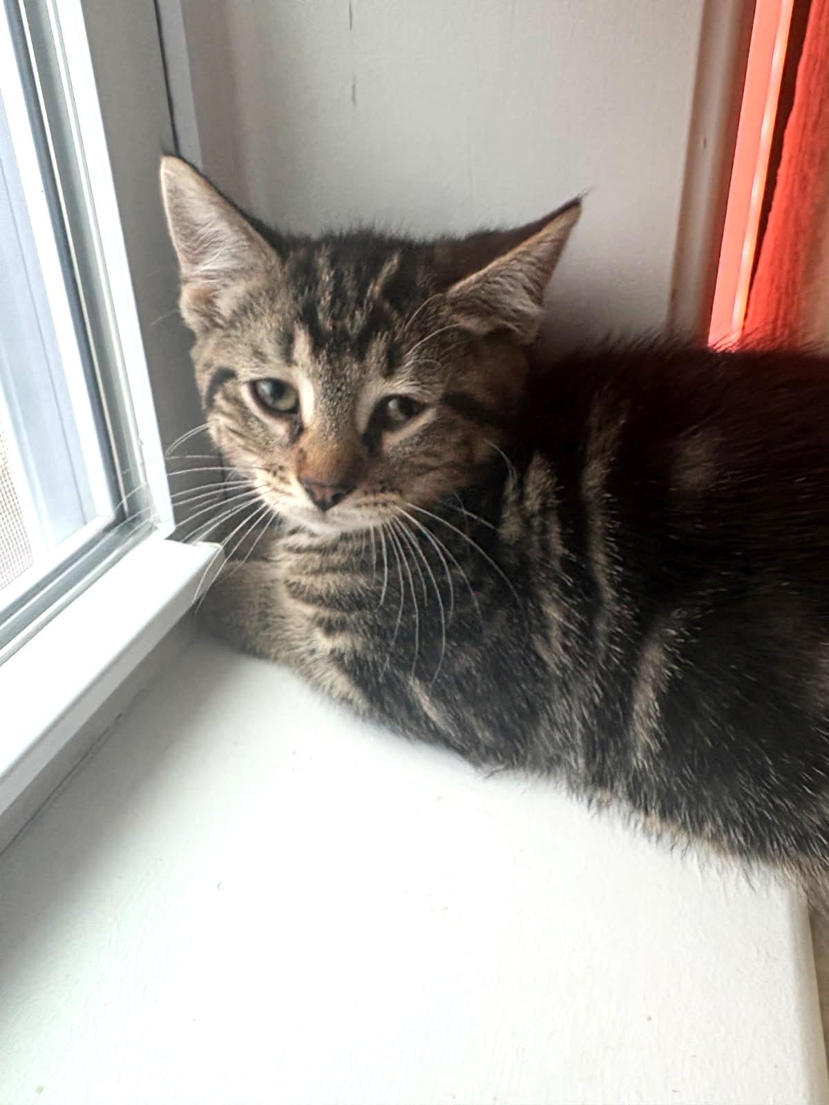 Lima (Bonded to Pinto), a ADOPTABLE Tabby in Ypsilanti, MI image 3/4