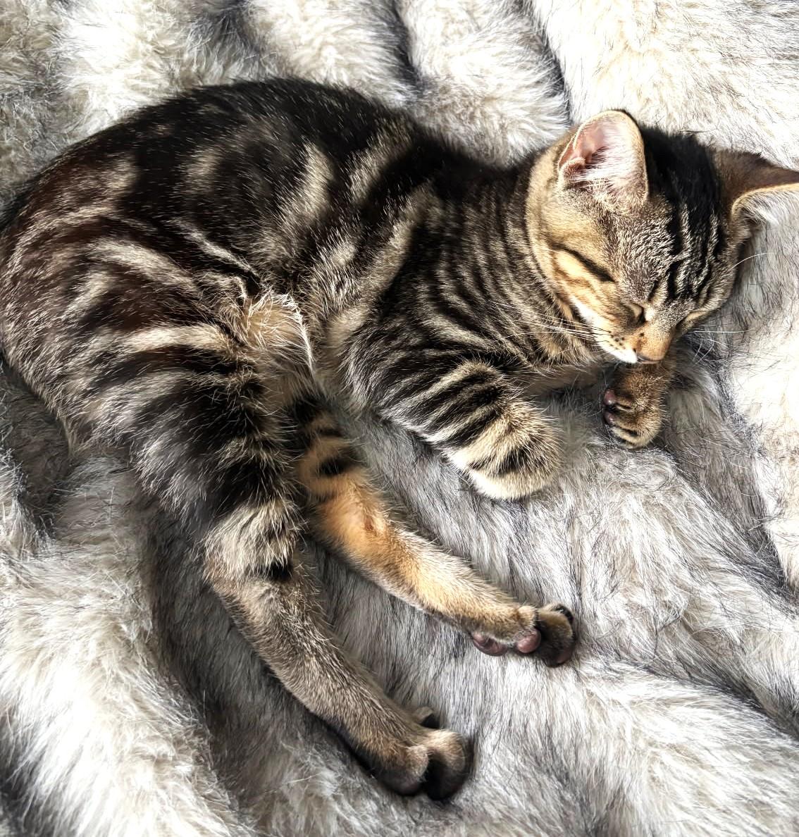 Enlarge Lima (Bonded to Pinto, SNUGGLE BUGS), a ADOPTABLE Tabby in Ypsilanti, MI image 3/6
