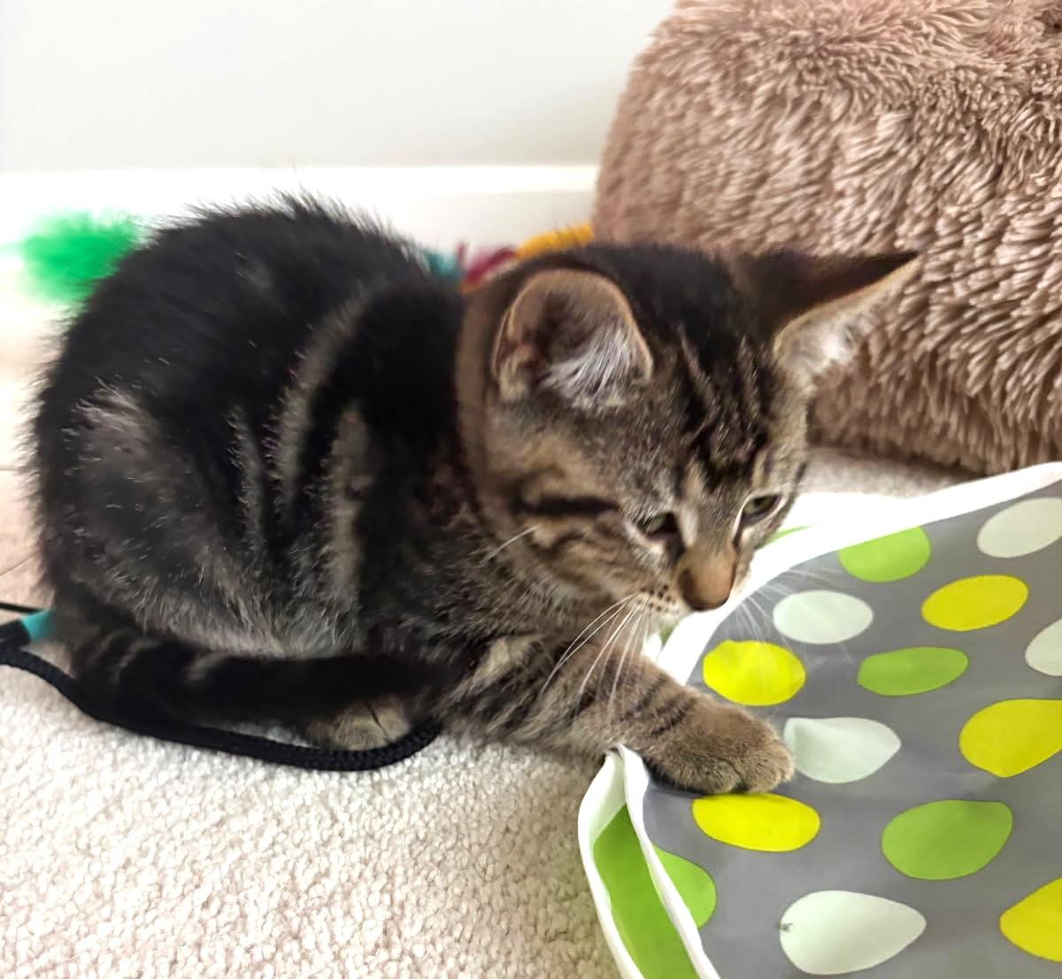Lima (Bonded to Pinto), a ADOPTABLE Tabby in Ypsilanti, MI image 4/4