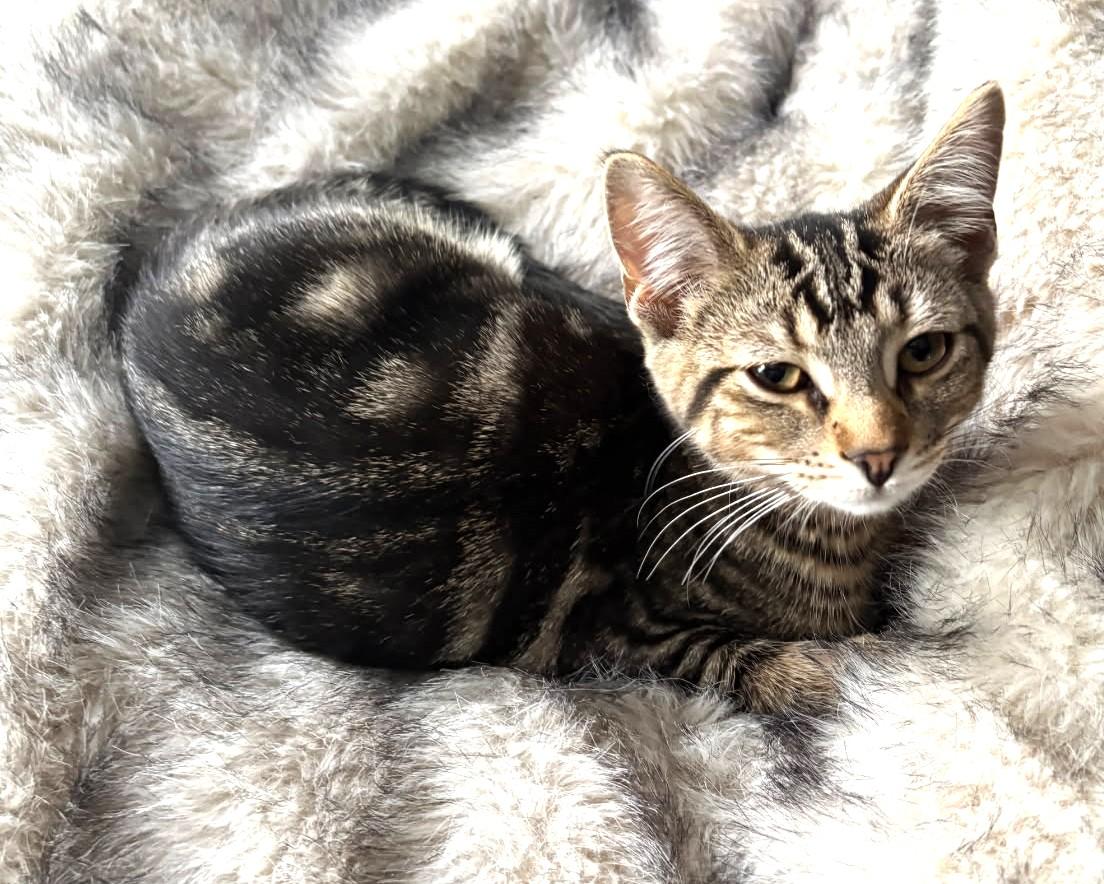 Enlarge Lima (Bonded to Pinto, SNUGGLE BUGS), a ADOPTABLE Tabby in Ypsilanti, MI image 4/6